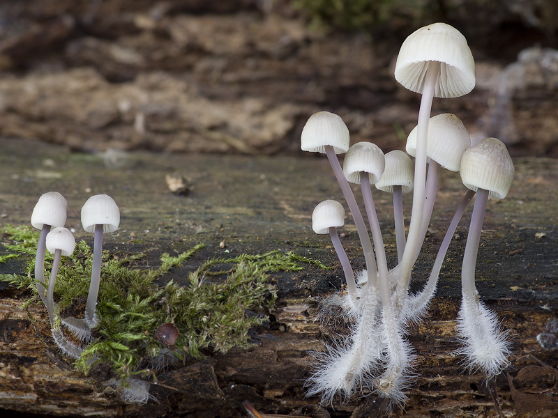 Mycena arcangeliana